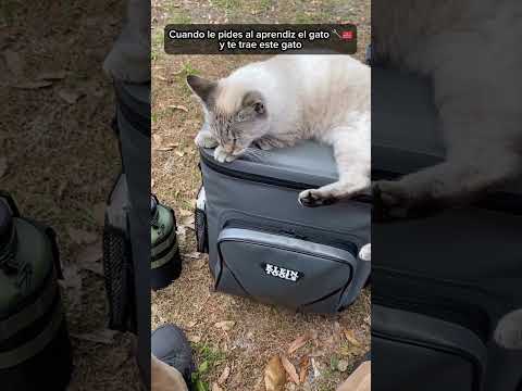 Cuando le pides al aprendiz el gato y te trae este gato. @apex_electrical_solutions